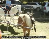 Priness Pony Birthday Party : Dallas Texas