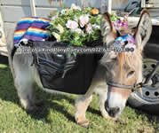 Riding Donkey | Riding Mule : Dallas Texas