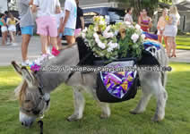 Riding Donkey | Riding Mule : Dallas Texas