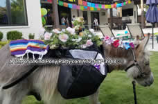 Riding Donkey | Riding Mule : Dallas Texas