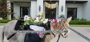 Riding Donkey | Riding Mule : Dallas Texas