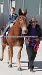 Riding Donkey | Riding Mule : Dallas Texas