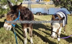 Riding Donkey | Riding Mule : Dallas Texas