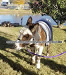 Riding Donkey | Riding Mule : Dallas Texas