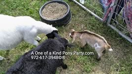 Dallas Texas Pony Party