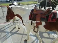 Dallas Texas Pony Party