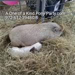 Dallas Texas Pony Party