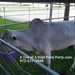 Dallas Texas Pony Party