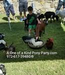 Dallas Texas Pony Party