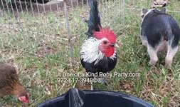 Dallas Texas Pony Party