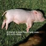 Dallas Texas Pony Party