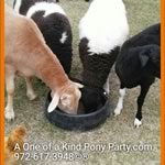 Dallas Texas Pony Party