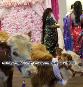 Nativity Animal rental in Dallas