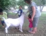 Nativity Scene Live Animal Rental : Dallas