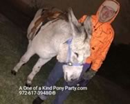 Nativity Scene Live Animal Rental : Dallas